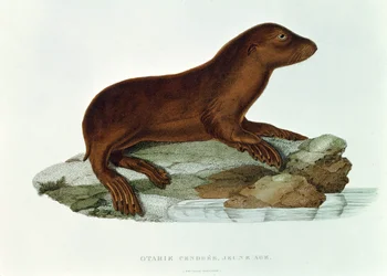 Un bébé lion de mer australien (neophoca cinerea) illustration de 